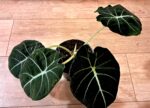 Алоказия "Блек Велвет" / Alocasia 'Black Velvet'