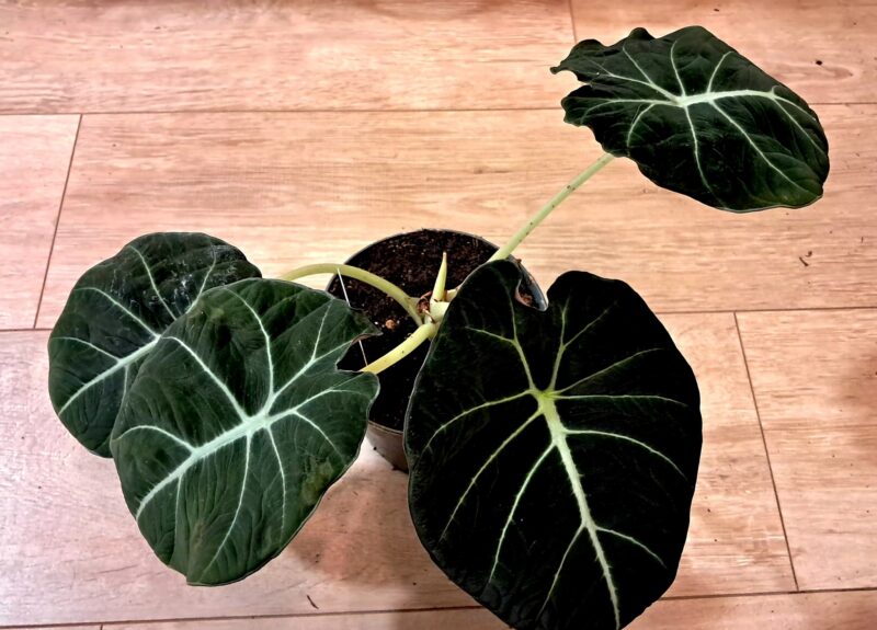 Алоказия "Блек Велвет" / Alocasia 'Black Velvet'