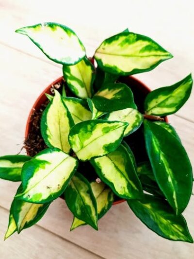 Hoya carnosa Tricolour / Хоя карноза Триколор