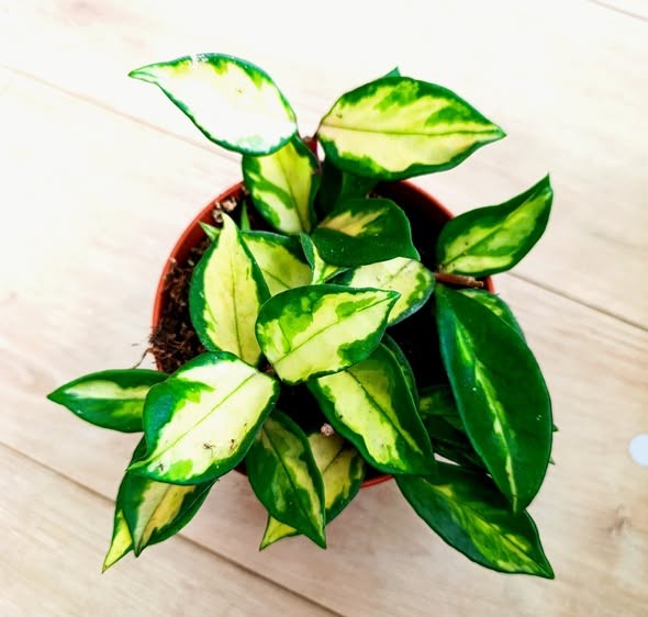 Hoya carnosa Tricolour / Хоя карноза Триколор