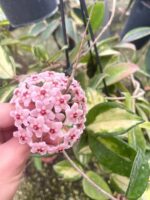 Hoya carnosa Tricolour / Хоя карноза Триколор