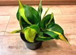 Philodendron Brasil / Филодендрон Бразил
