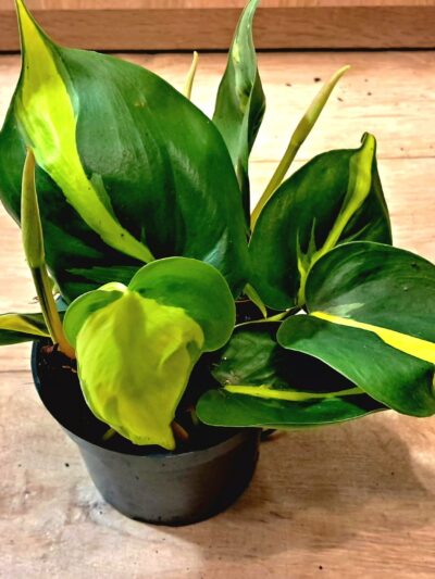 Philodendron Brasil / Филодендрон Бразил