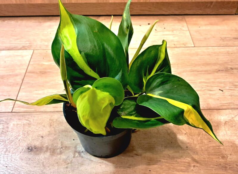 Philodendron Brasil / Филодендрон Бразил