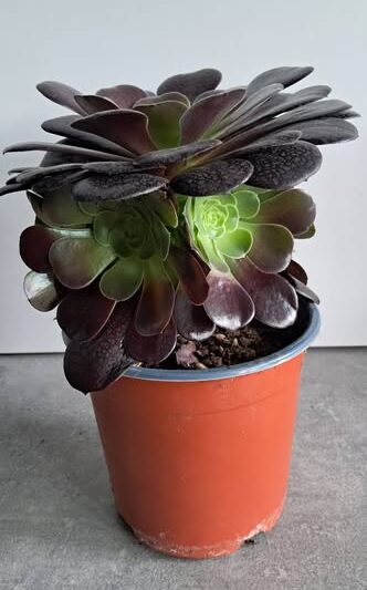 aeonium-velour-2.jpg