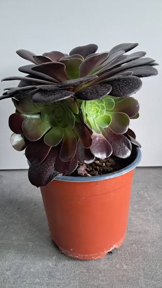 Еониум Велур / Aeonium Velour