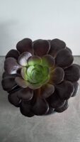 Еониум Велур / Aeonium Velour