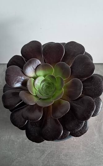 Еониум Велур / Aeonium Velour