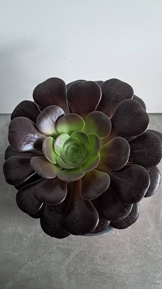 Еониум Велур / Aeonium Velour