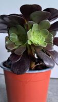 Еониум Велур / Aeonium Velour