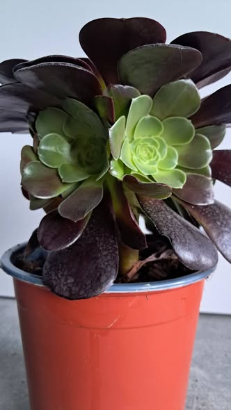 Еониум Велур / Aeonium Velour