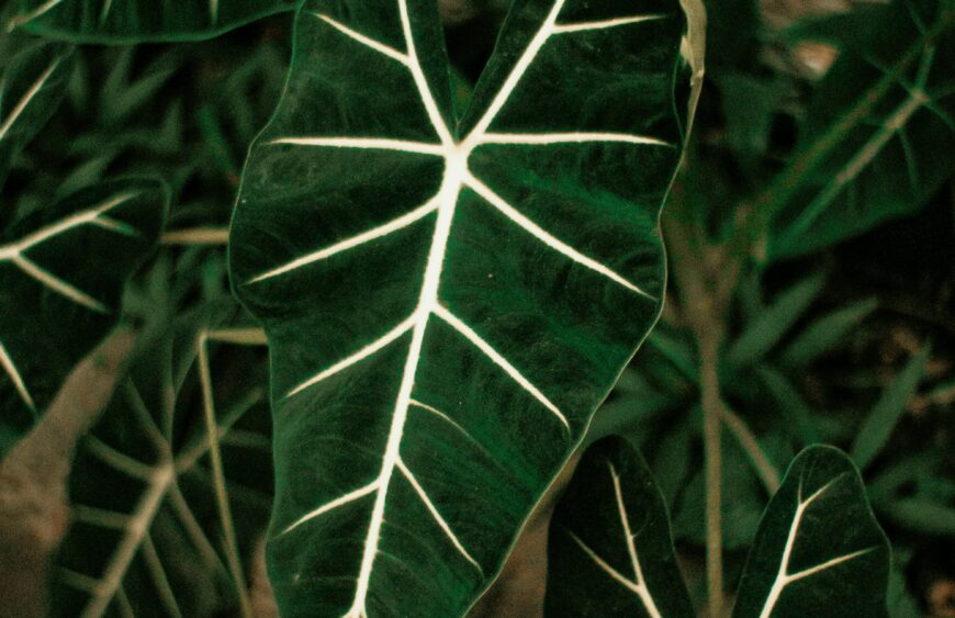 alocasia-grown-rastej-otglejdane
