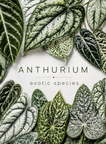 anthurium-cover-photo