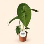 Антуриум Пелтигерум / Anthurium peltigerum
