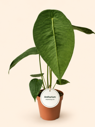 Антуриум Пелтигерум / Anthurium peltigerum
