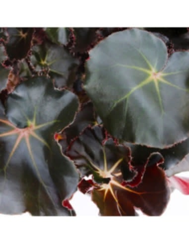 Бегония Блек Джънгъл / Begonia Black Jungle