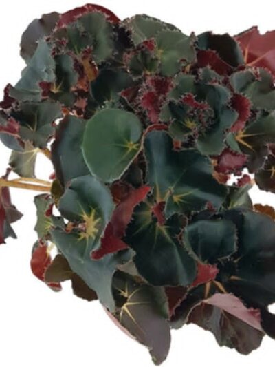 Бегония Блек Джънгъл / Begonia Black Jungle