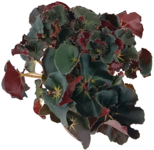 Бегония Блек Джънгъл / Begonia Black Jungle