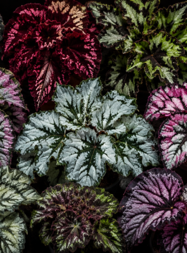 begonia-cover-photo