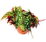 Бегония макулата „Уайтии“ / Begonia Maculata Wightii