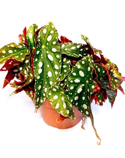 Бегония макулата „Уайтии“ / Begonia Maculata Wightii