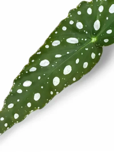 Begonia Maculata Wightii 2