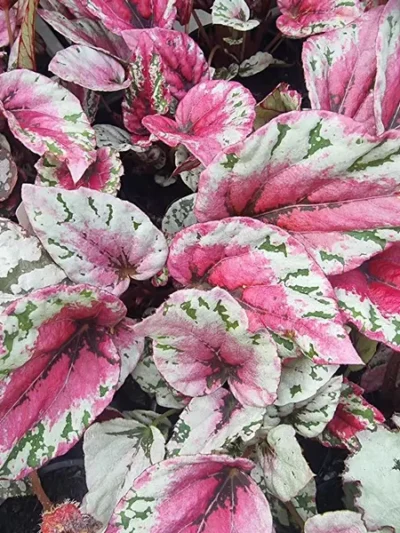 Begonia-Maui-Sunset-photo.jpg