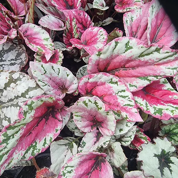 Бегония Мауи Сънсет / Begonia Maui Sunset