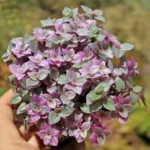 Кализия вариегата "Пинк Лейди" / Callisia Variegata " Pink Lady"