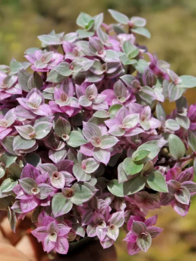 Кализия вариегата "Пинк Лейди" / Callisia Variegata " Pink Lady"
