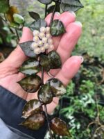Хоя Блек Лийвс / Hoya Black Leaves
