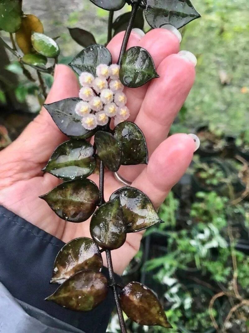 Хоя Блек Лийвс / Hoya Black Leaves