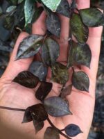 Хоя Блек Лийвс / Hoya Black Leaves