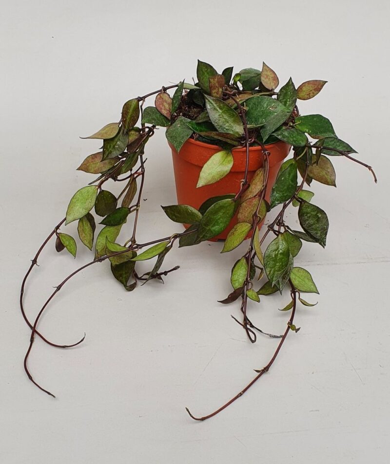 Хоя Блек Лийвс / Hoya Black Leaves