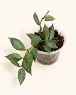 Хоя Блек Лийвс / Hoya Black Leaves