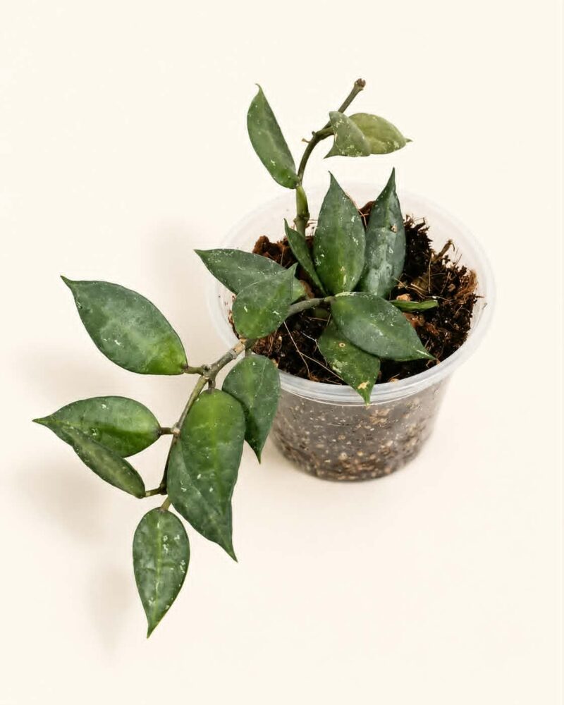 Хоя Блек Лийвс / Hoya Black Leaves