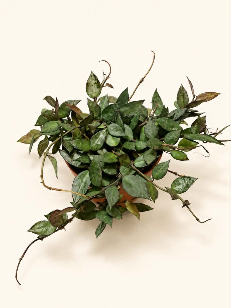 Хоя Блек Лийвс / Hoya Black Leaves