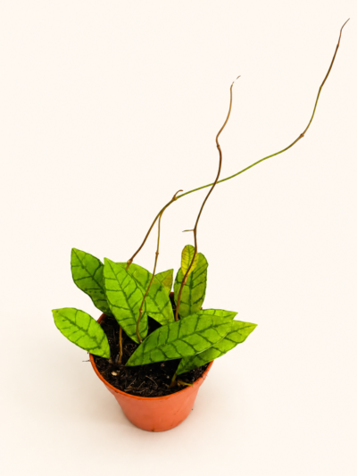 Хоя Калистофила / Hoya Callistophylla
