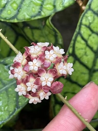 hoya-callistophylla-tsvqt.jpg