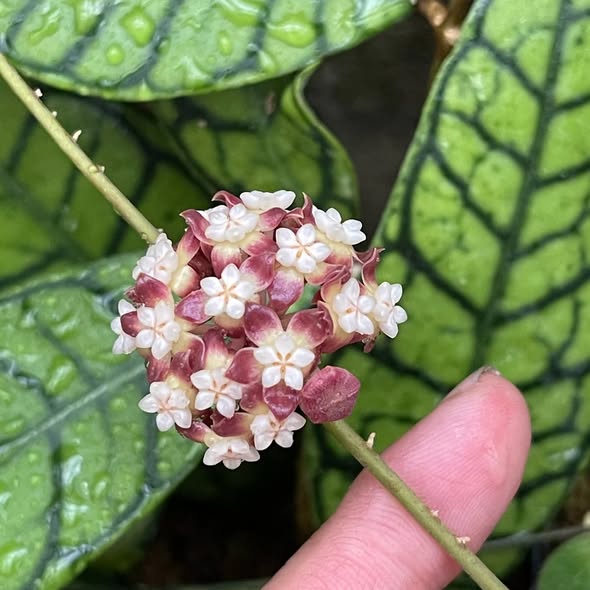 Хоя Калистофила / Hoya Callistophylla