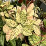 Хоя Калистофила / Hoya Callistophylla