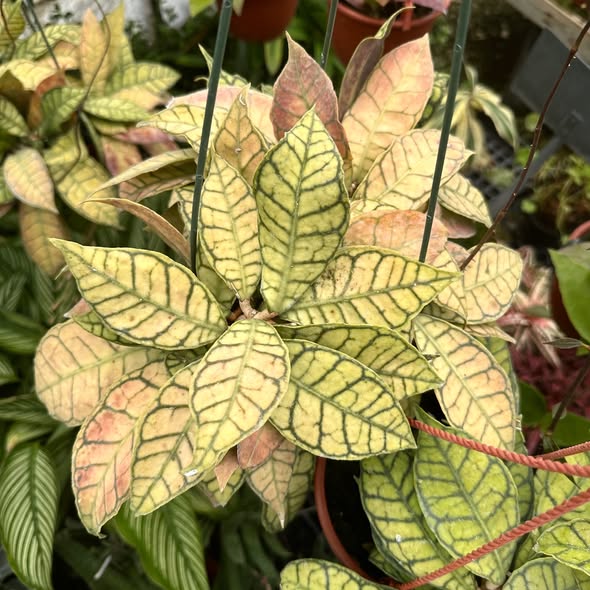 Хоя Калистофила / Hoya Callistophylla