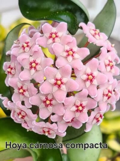 hoya-carnosa-compacta-tsvqt.jpg