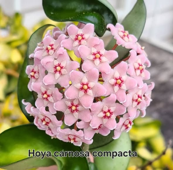Хоя "компакта" / Hoya 'compacta'