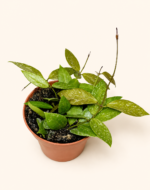 Хоя карноза "Грацилис" / Hoya Carnosa "Gracilis"