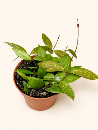 Хоя карноза "Грацилис" / Hoya Carnosa "Gracilis"