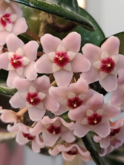 hoya-carnosa-krikle-8-tsvqt.jpg