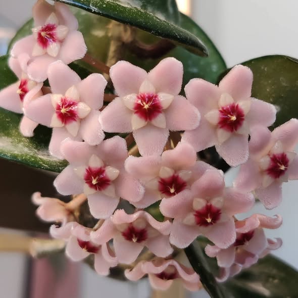Хоя Карноза "Кринкъл 8" / Hoya Carnosa ‘Krinkle 8’