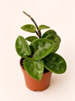 Хоя Карноза "Кринкъл 8" / Hoya Carnosa ‘Krinkle 8’