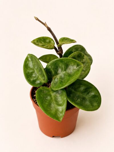 Хоя Карноза "Кринкъл 8" / Hoya Carnosa ‘Krinkle 8’